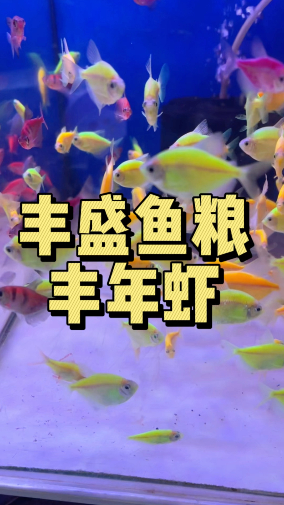 小型鱼,鱼苗的理想饲料丰年虾。#水族#鱼粮 #丰年虾