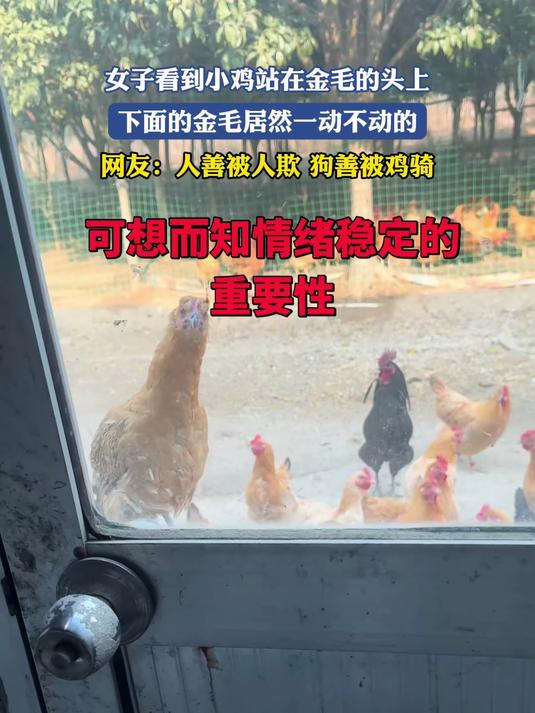 女子看到小鸡站在金毛的头上,下面的金毛居然一动不动的