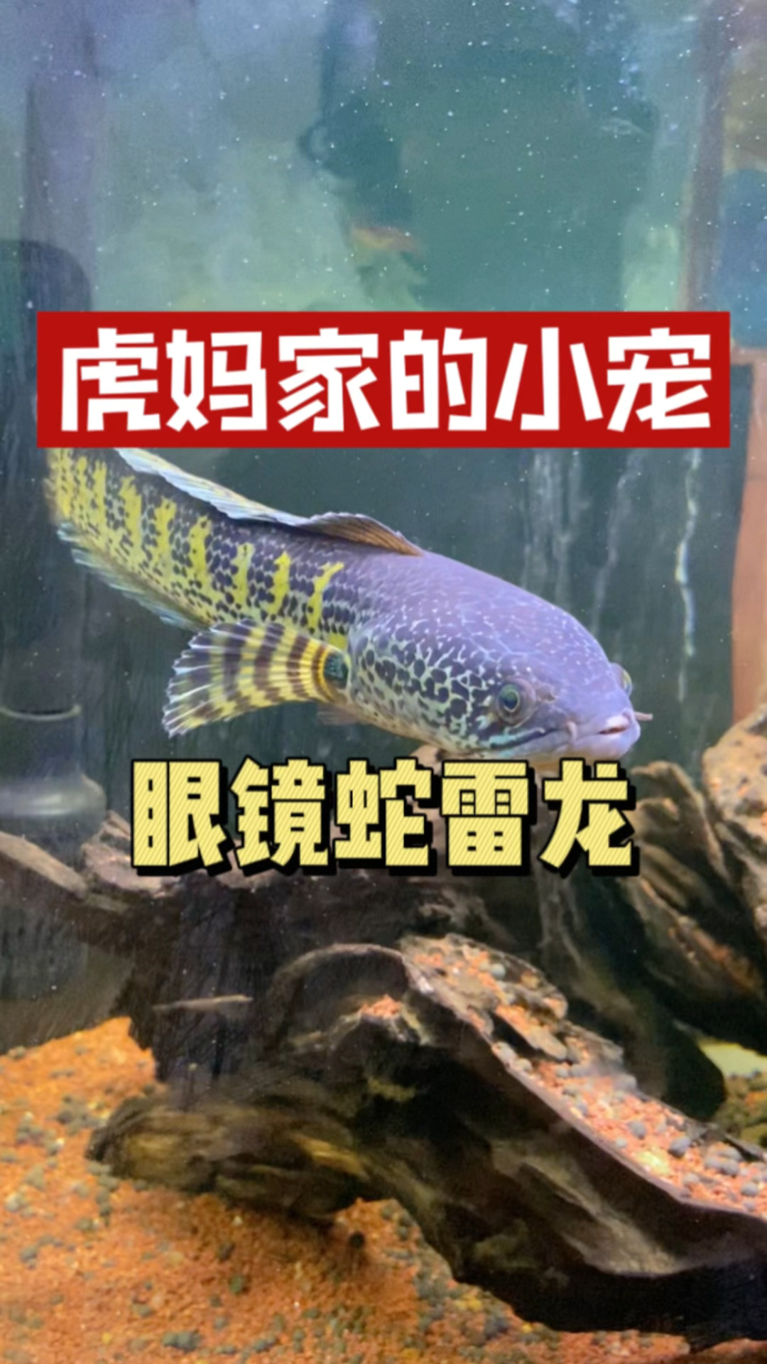 【虎妈家的小宠】凶狠的食肉动物,眼镜蛇雷龙,像蛇不是蛇,每天吃的比人好