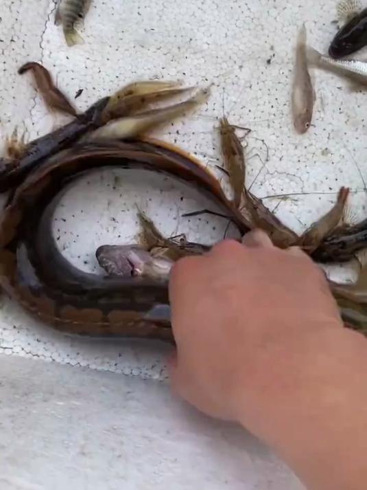 客家河鲜猪麻锯