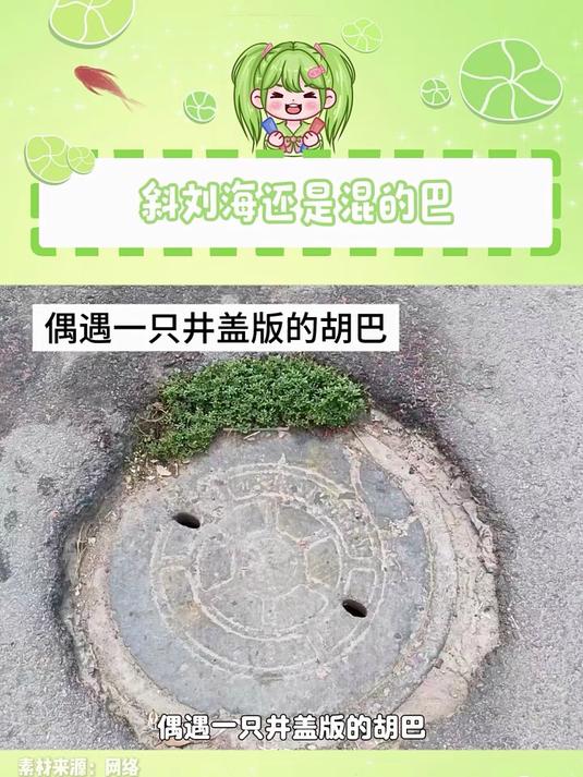 斜刘海还是混的巴