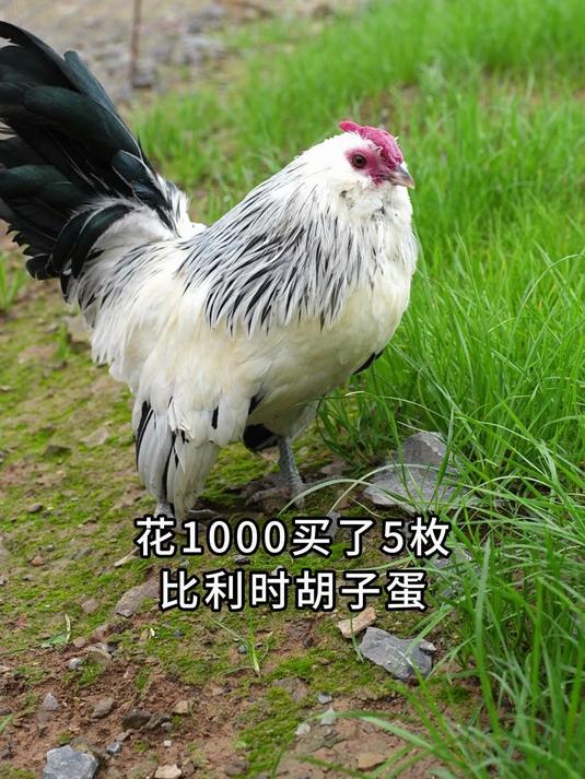这个比利时胡子好听话啊,真的太乖太可爱了