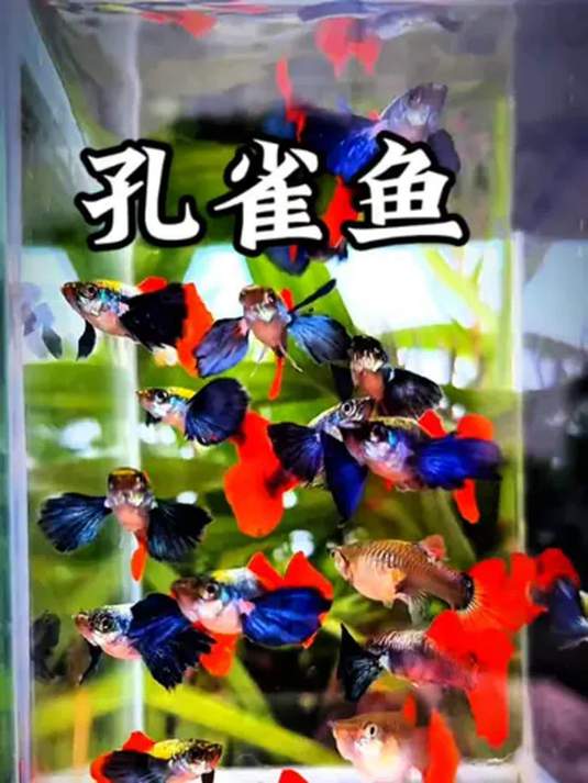 孔雀鱼繁殖力超强!一窝接一窝,新手也能轻松养!