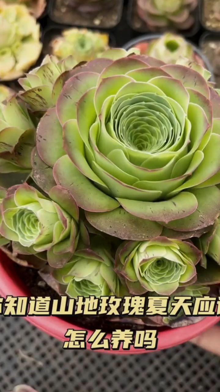 教你山地玫瑰夏天如何正确养护?