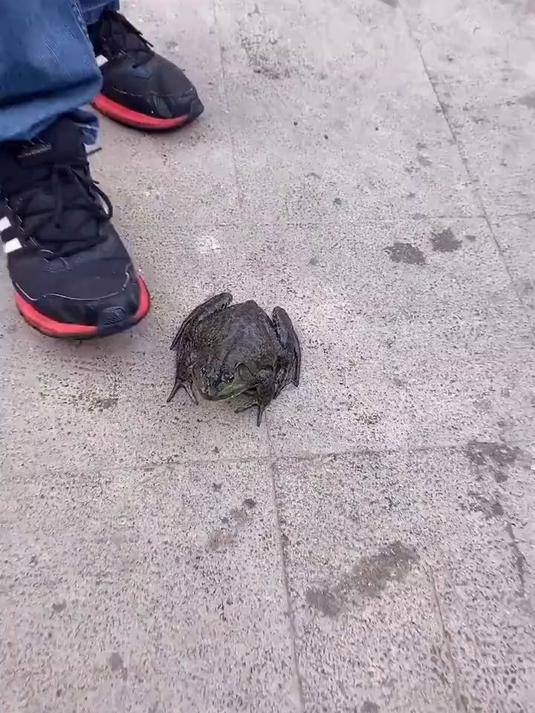 给你来个金蝉脱壳