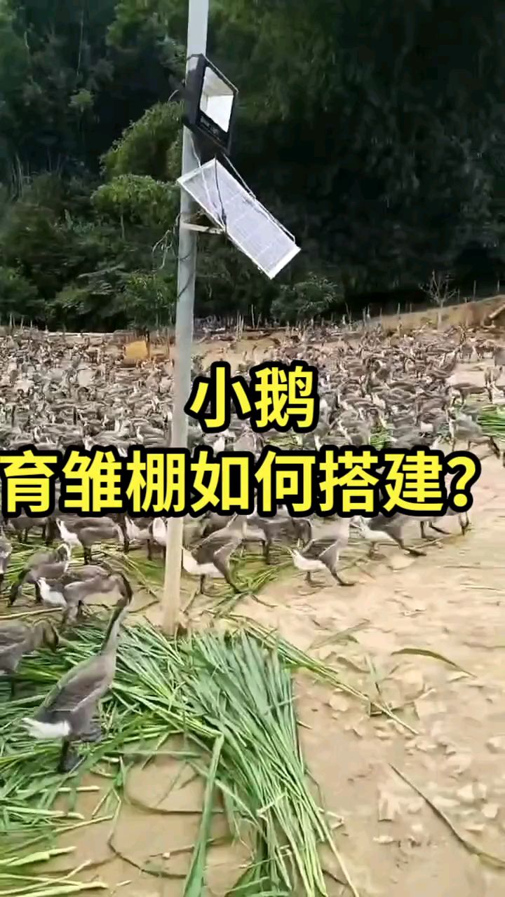 小鹅育雏棚如何搭建