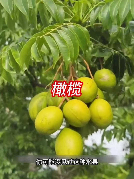 厨房里高档油的“真身”竟是它！生吃又苦又涩，榨成油却香遍全球