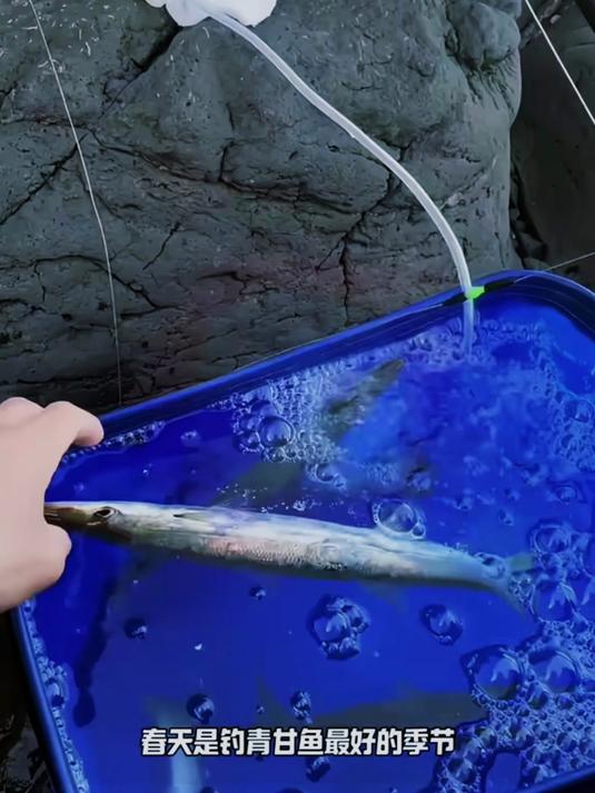 用小鱼做鱼饵钓上来青甘金枪鱼