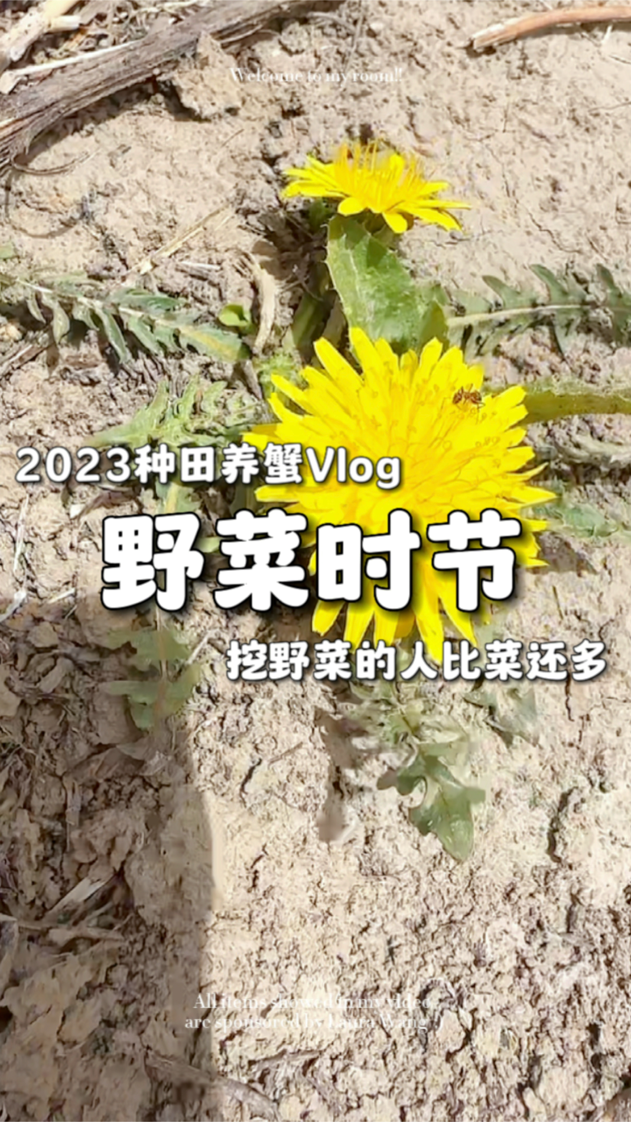 又到吃野菜的时节了,蒲蒲丁 芹麻菜 你最喜欢吃哪种?