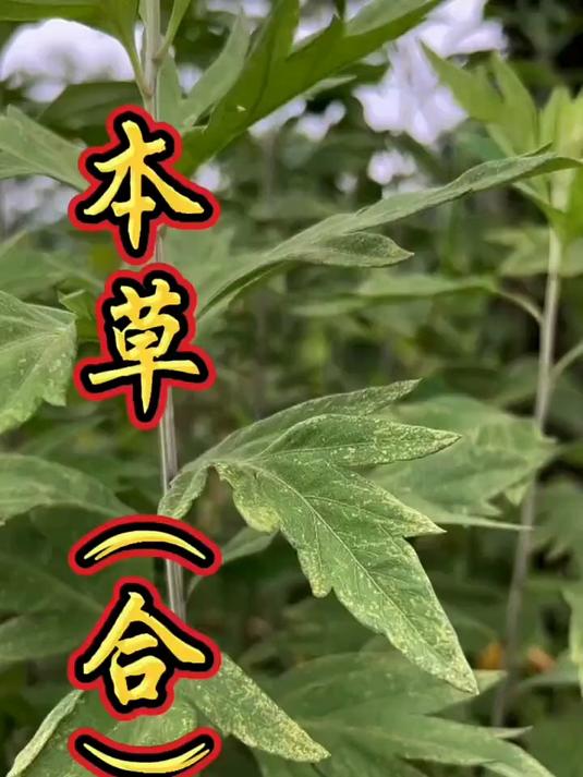 这些有些是菊科,有些似菊科,你能识别吗?