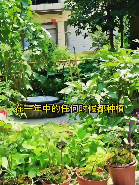 介绍七种四季皆可种植的蔬菜,了解它们的种植特点!