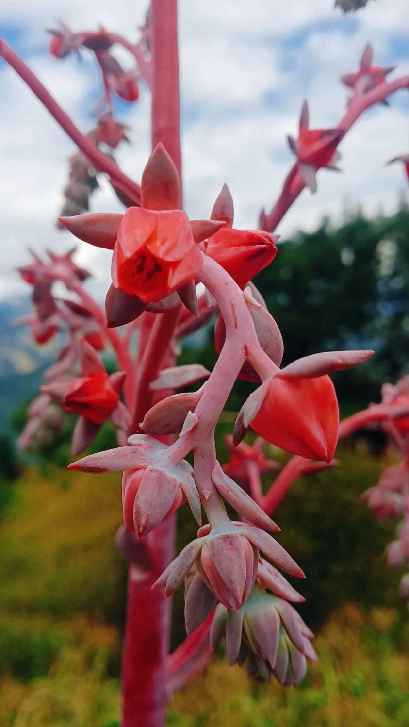 包菜开花极是好看
