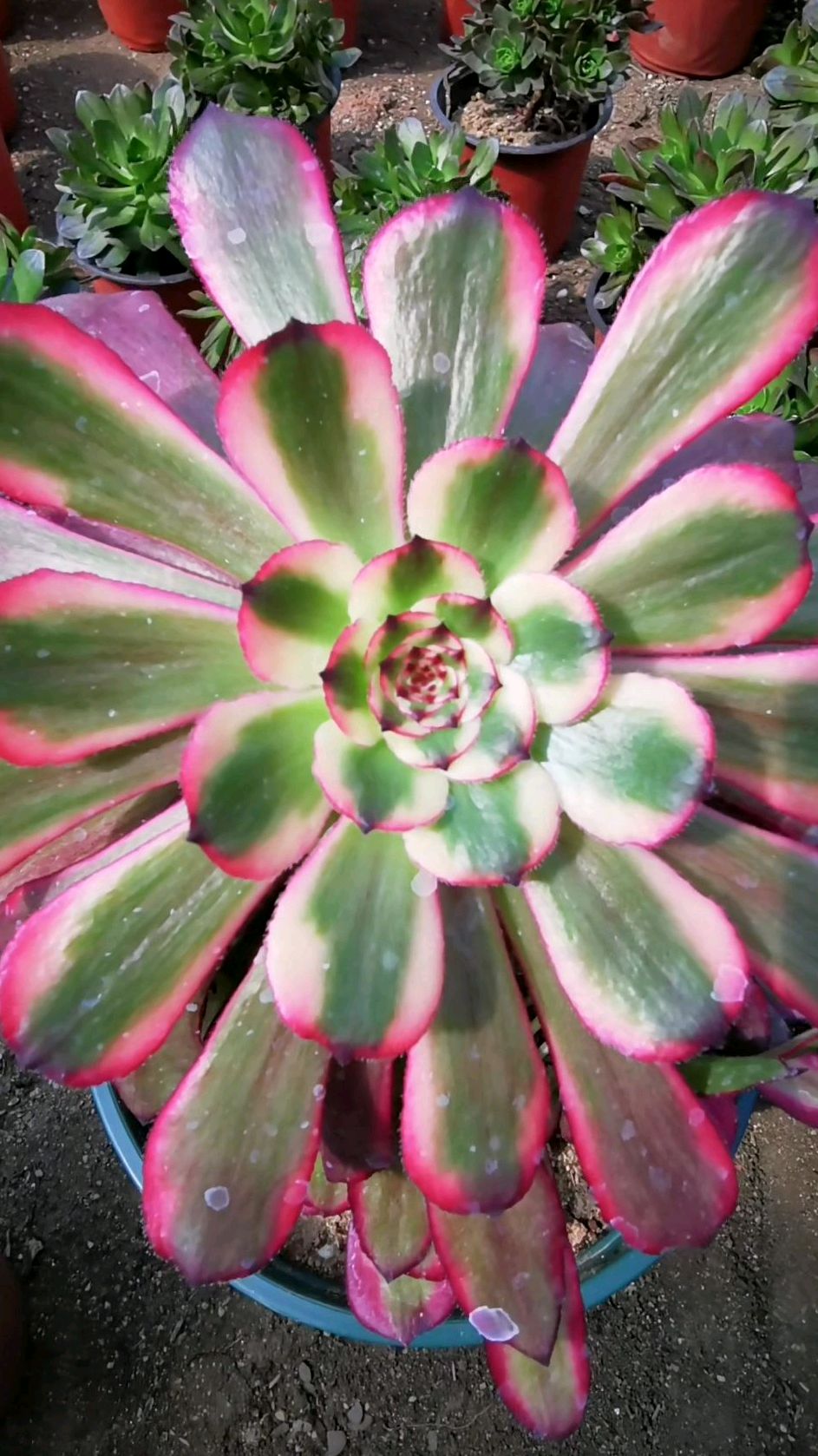 多肉法师——红覆轮