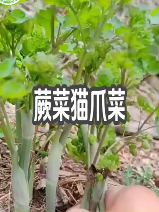 家人们爱吃野菜?快种猫爪菜,优质蔬菜种子等你