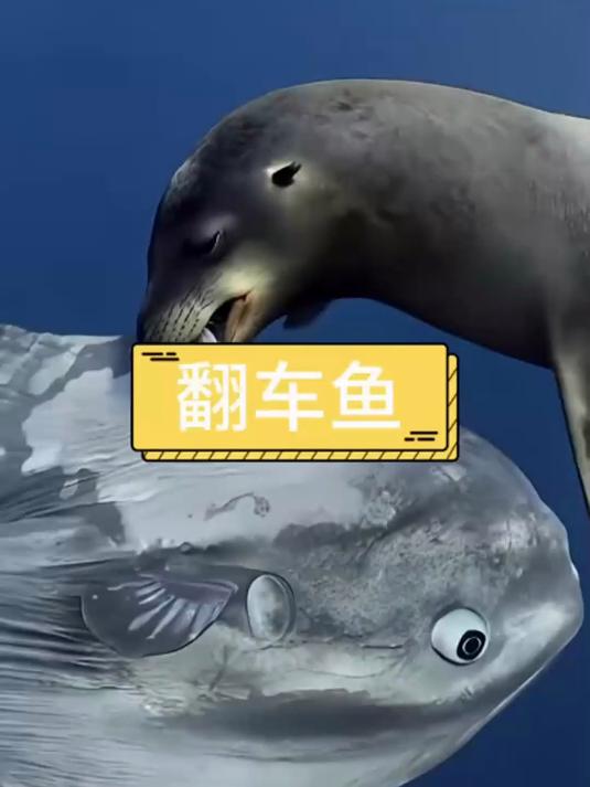 翻车鱼还挺大方