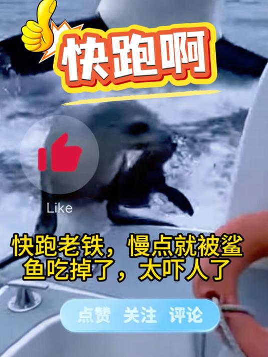 户外鲸鱼扑食海报