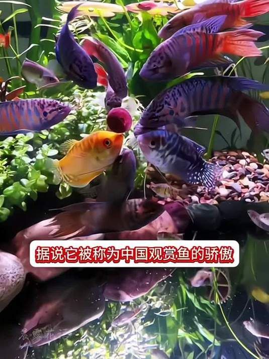 儿时瓶瓶罐罐养的中国斗鱼,有水就活,能不忆