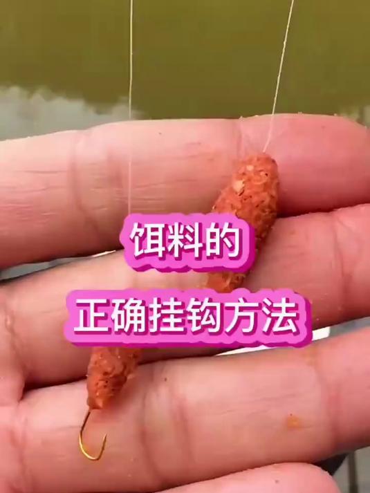 饵料的正确挂钩方法