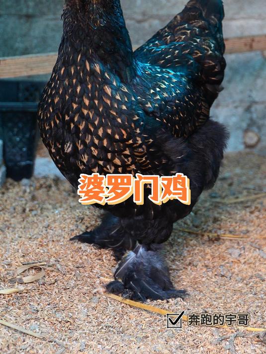 据说婆罗门这个鸡能长到30斤 观赏鸡品种(第二期)