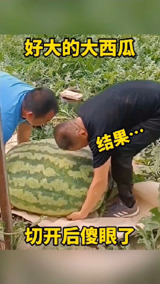 巨型水果品种多,一个比一个大