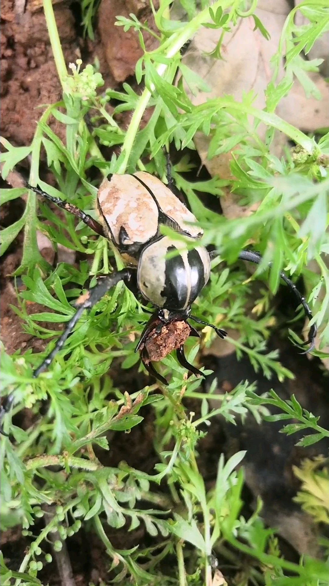 葶苈老了,开着碎花葶苈丛中发现只昆虫,始终不肯放下嘴里的土块,小家伙在“吃土”吗