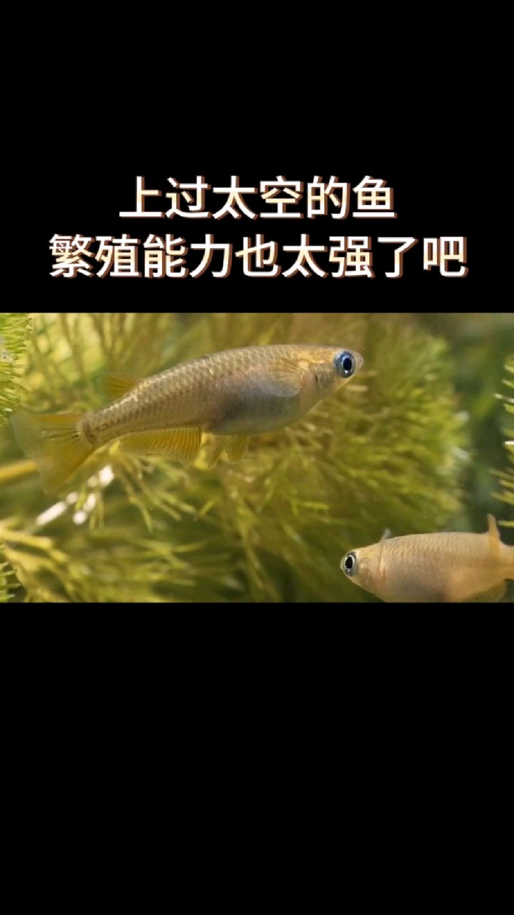 上过太空的鱼,这繁殖能力也太强了吧!