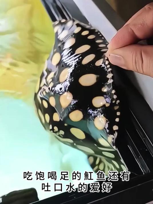 魟鱼为了口吃的,都开始上岸了