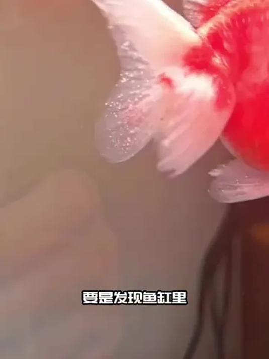 养鱼发现鱼儿长白毛白点?用它轻松解决!