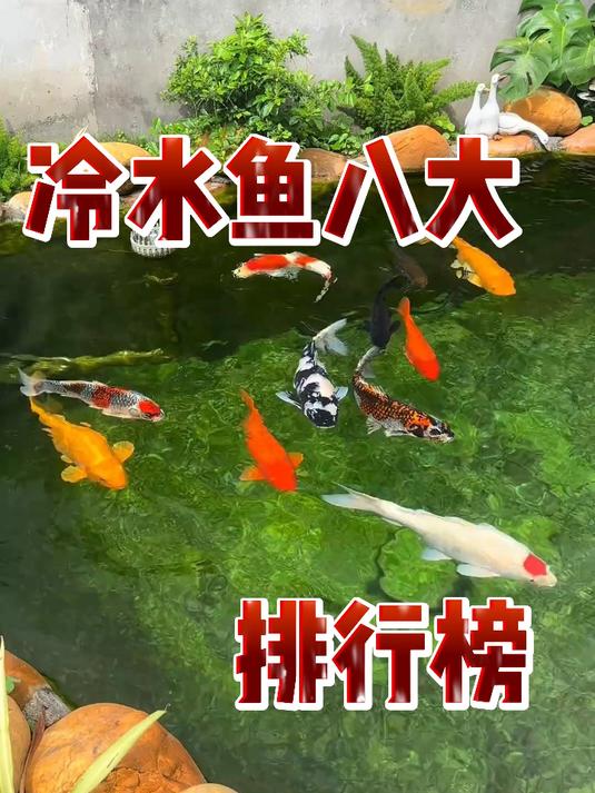 冷水鱼八大排行榜