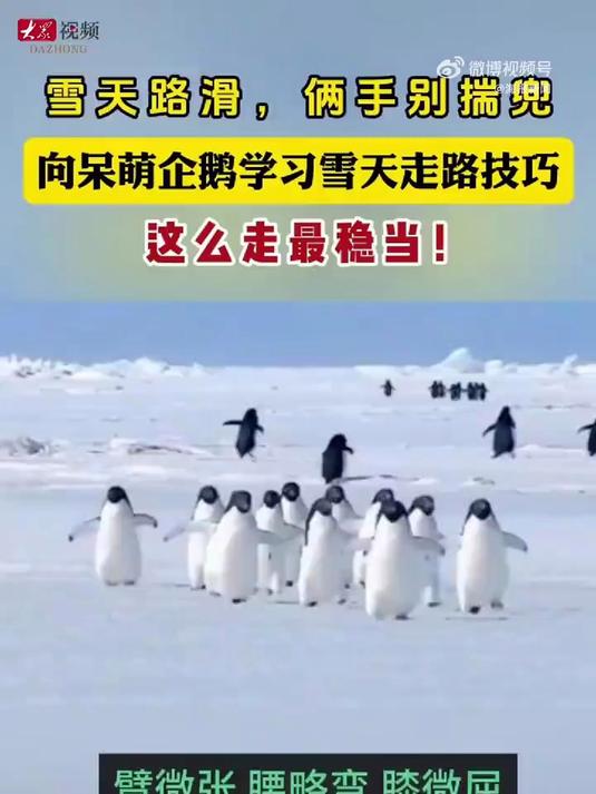 雪天建议学企鹅走路(来源:海报新闻)