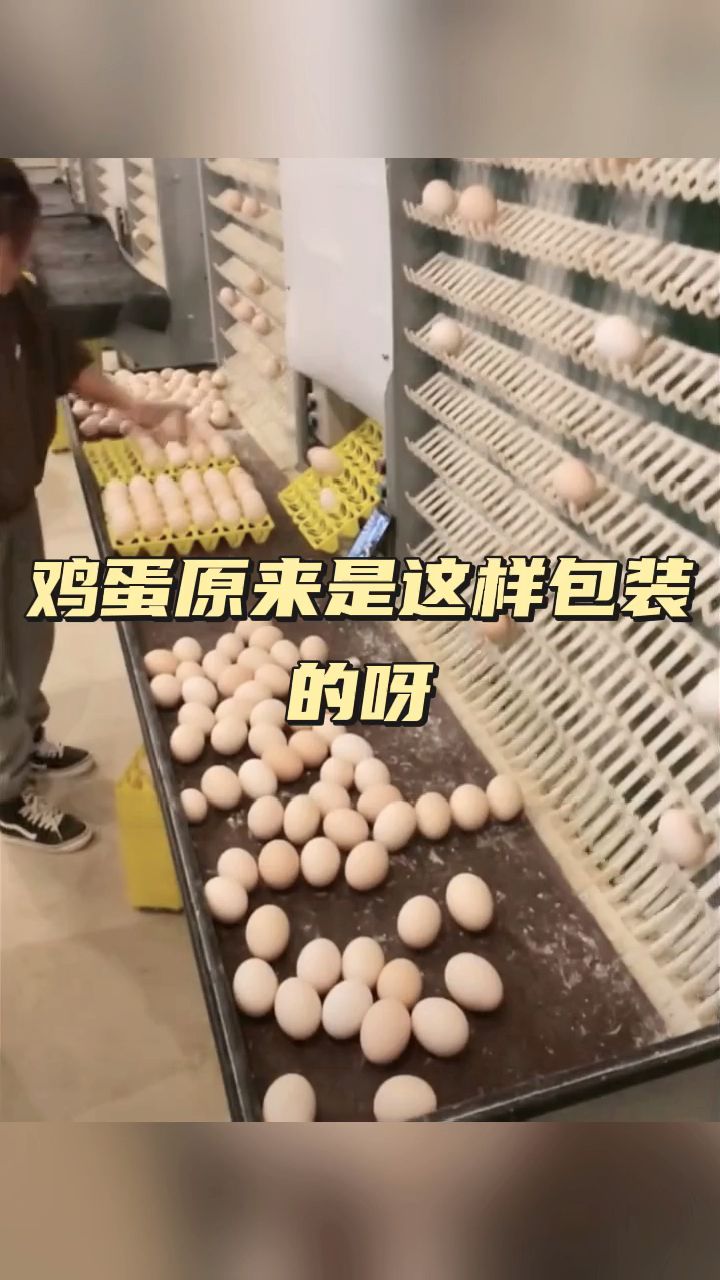 鸡蛋原来是这样包装的呀!