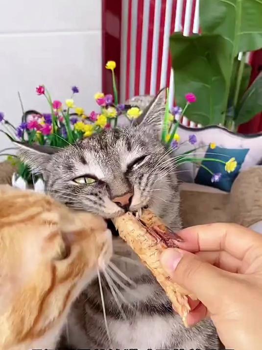 有了这个蒸煮鲣鱼条,哪还用得着给猫咪单独喂鱼