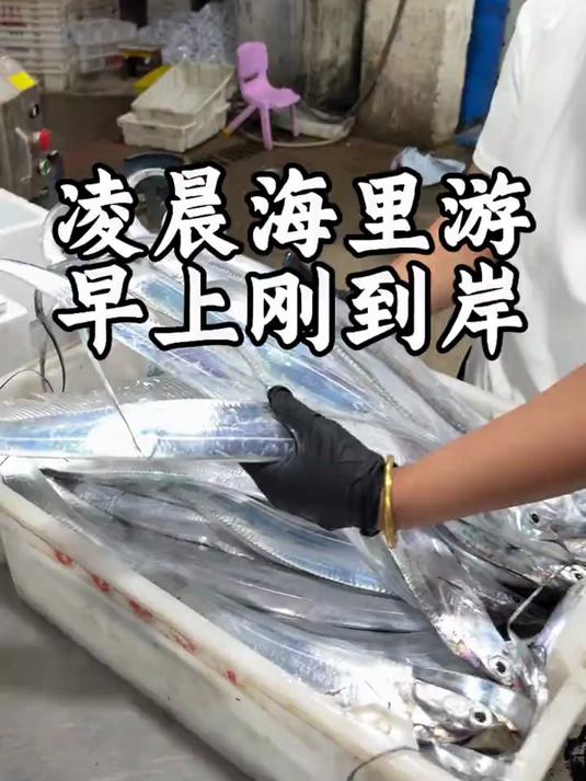 凌晨还在海里游的带鱼 早上刚刚到岸 #带鱼# #舟山带鱼# #海鲜水产# #海鲜原产地# 