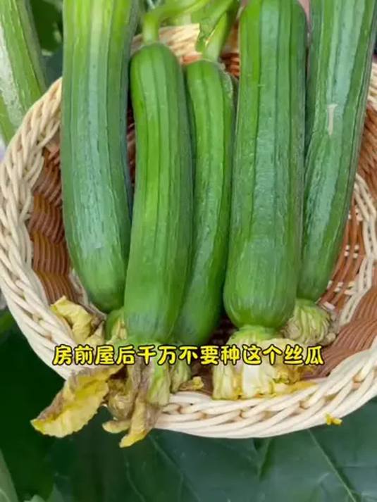 肉丝瓜种子咋种?春季种正合适,庭院阳台都能行