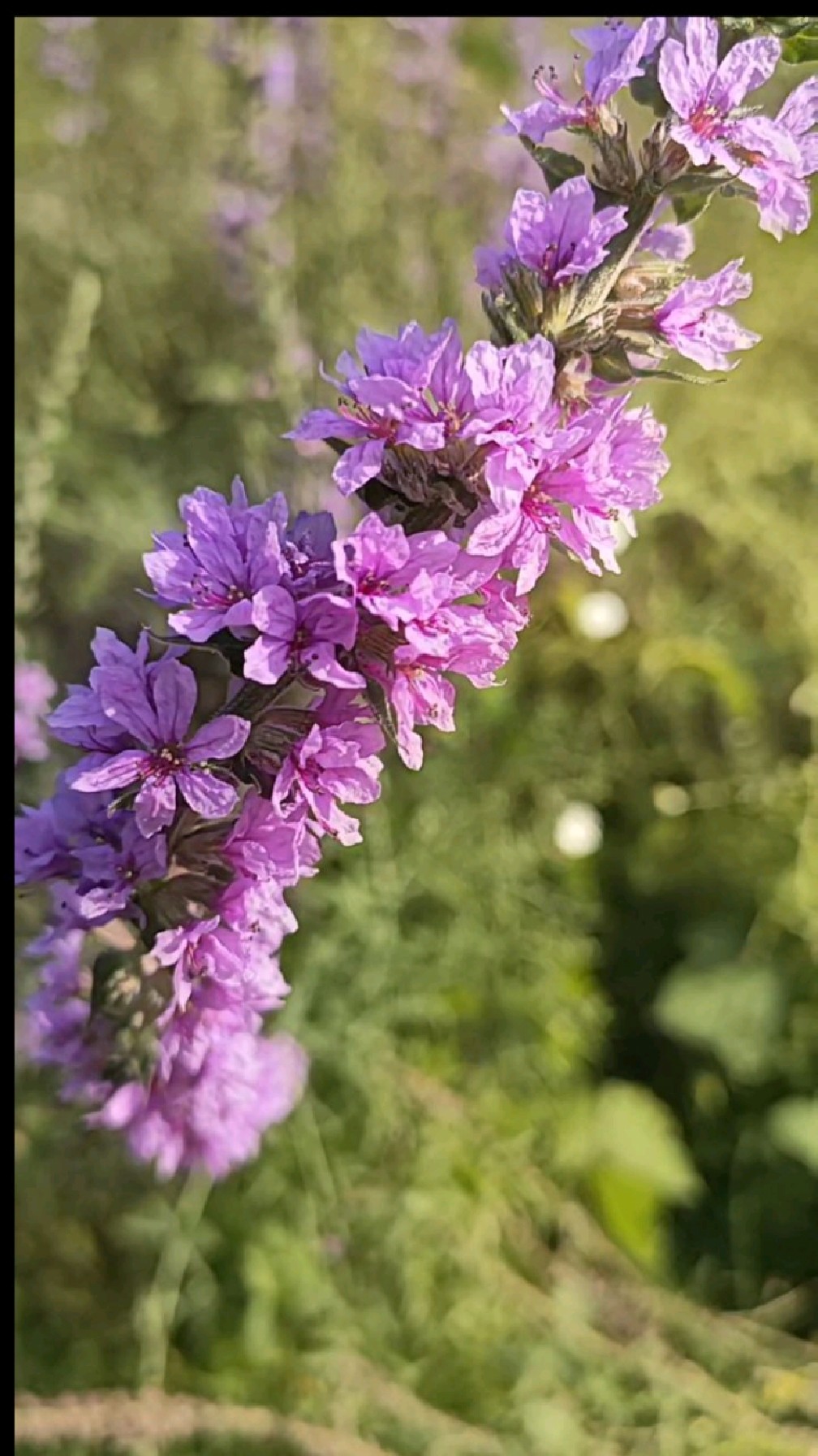 千屈菜,又名水枝柳,生长在沼泽地,水旁湿地,可做水生花卉园,也可做盆景放院中观赏