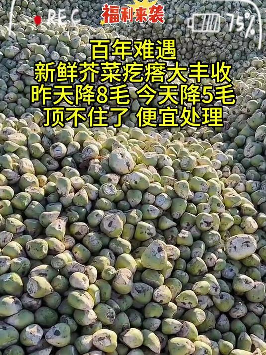 新鲜现拔辣疙瘩自己可以动手做芥菜丝脆脆爽爽好吃实惠!
