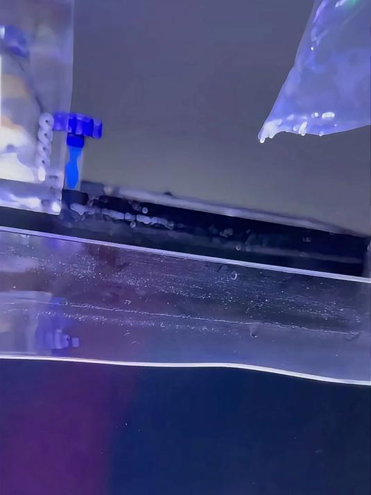章鱼和螳螂虾竟然一天到了!