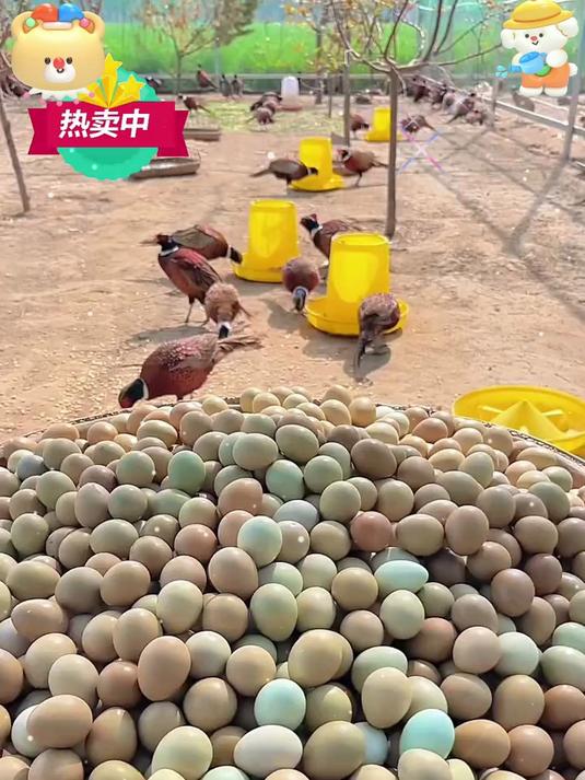 七彩山鸡蛋:天然五彩蛋壳 + 高锌硒营养,一枚顶 5 枚普通蛋!