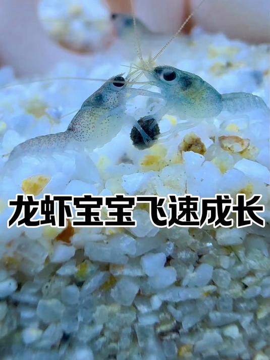 短短几天小龙虾们集体换壳完成，越长越大，虾生未来可期！