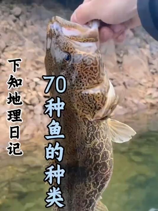 科普分享一些鱼的种类，你看你认识几种！