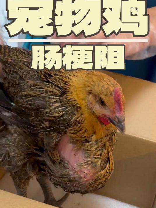 分享经典病例,这只宠物鸡因为吃了很多沙子和石头造成了肠道梗阻