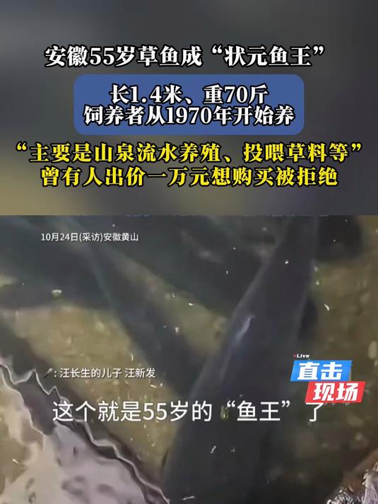 安徽55岁草鱼成 “鱼王”,1.4米重70斤
