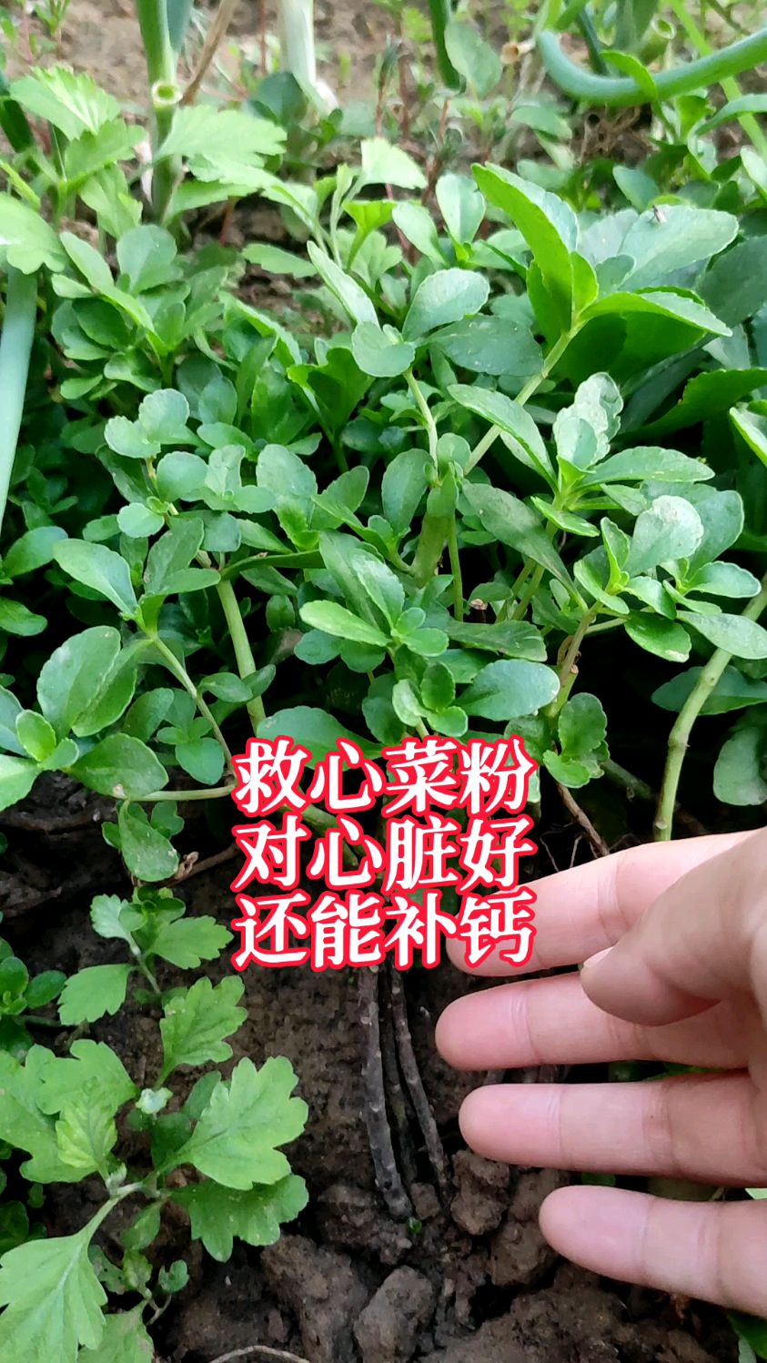 每天2杯救心菜粉,养心又补钙,还可以做面食,吃法多样