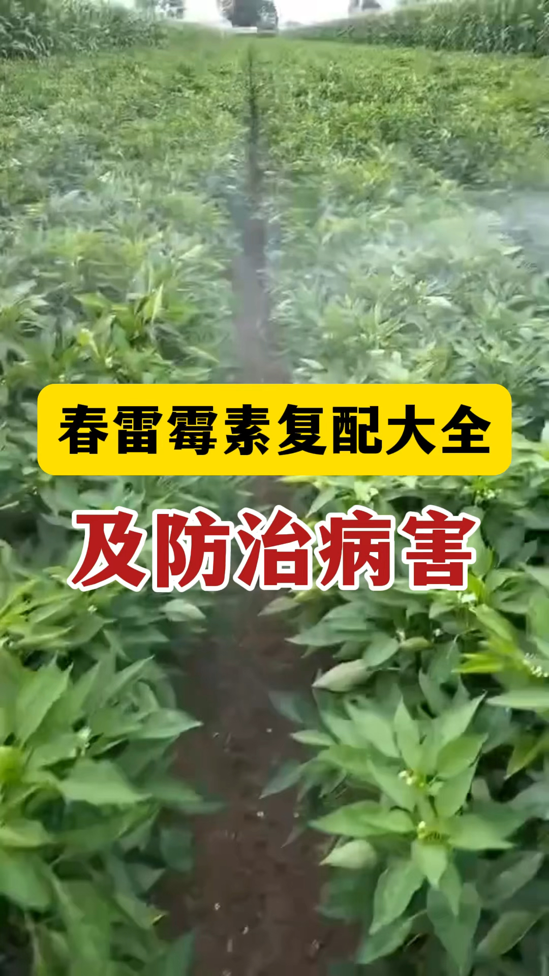 春雷霉素复配大全及防治病害