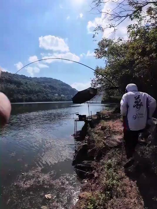 重庆云阳长江巨型大花鲢#钓鱼人的乐趣只有钓鱼人懂#