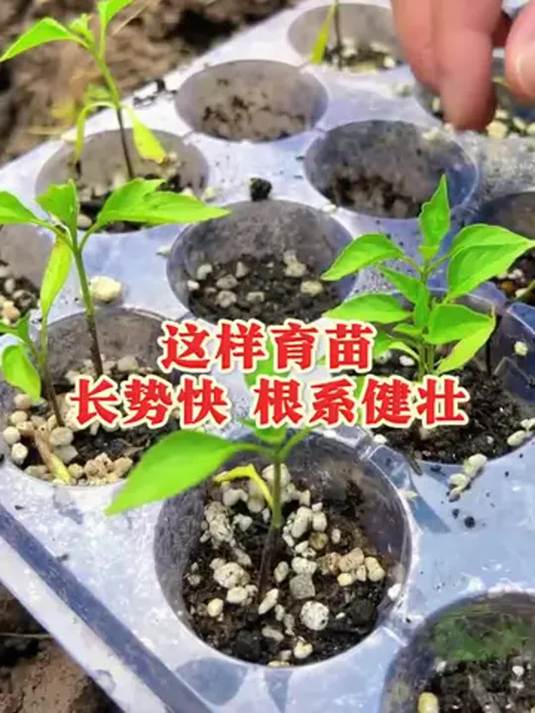蔬菜育苗有妙招 这样操作效果佳 轻松学会