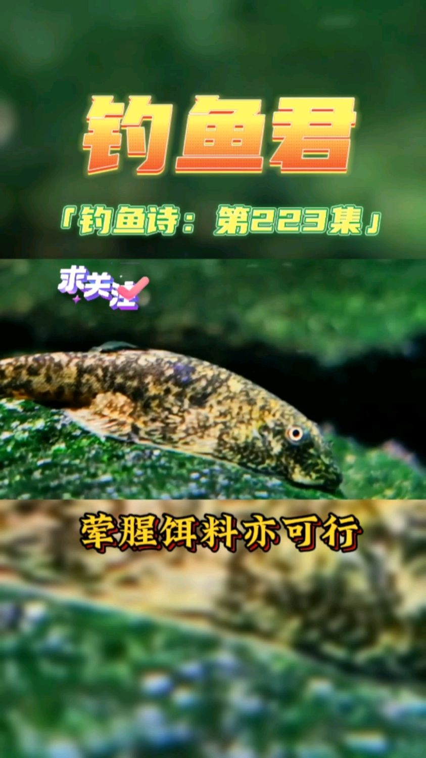 钓鱼君之钓鱼口诀:第223集(钓石爬子鱼)鱼类百科 钓过此鱼吗?