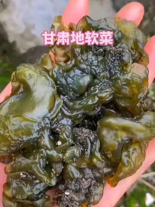 地软菜又名地皮菜,是菌藻结合体,你的家乡有吗