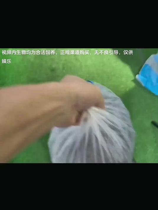 今天拿下一包特别多的麦穗鱼，这么多奇奇怪怪的品种