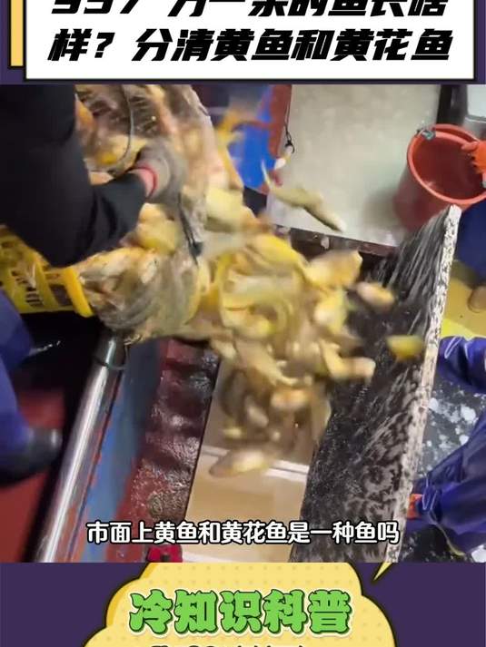万一条的鱼长啥样？分清黄鱼和黄花鱼